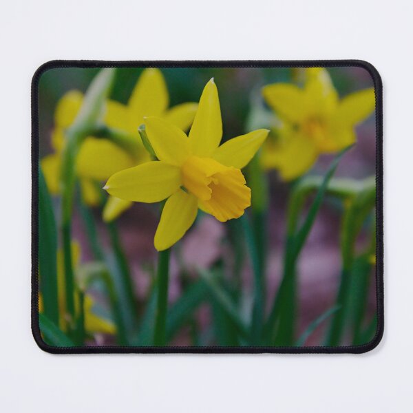Item preview, Bright Yellow Daffodil designed and sold by ShotsbyDesiree.