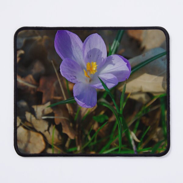 Item preview, Purple Crocus Bloom – Woodland Floor designed and sold by ShotsbyDesiree.