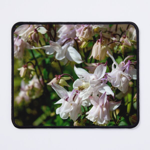 Item preview, The Purity of the White Columbine | Flower Photography | Nature Photography | Flower Portrait | Limited Edition designed and sold by ArtPrintsbyNathan.