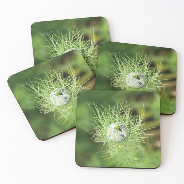 Item preview, Love-in-a-mist unfolding - Nigella flower bud macro nature photography designed and sold by Cha-s-lens.