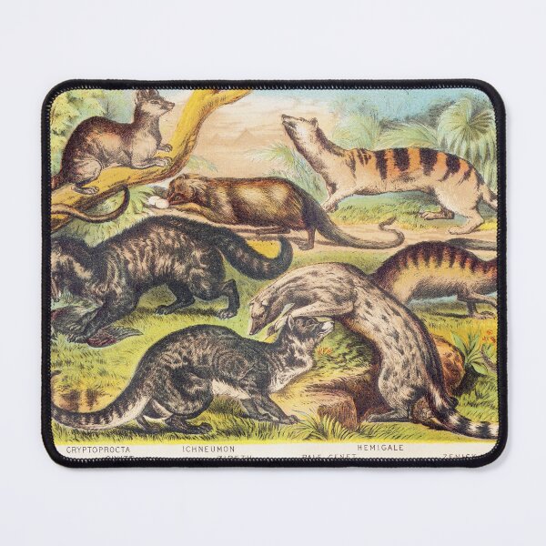 Item preview, Vintage illustration featuring Cryptoprocta Civitt Ichneumon Zibeth Genet Hemigale Zenick designed and sold by Vintage Designs +.