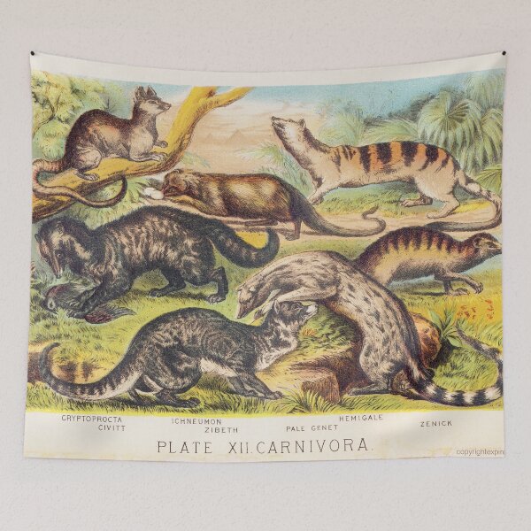 Item preview, Vintage illustration featuring Cryptoprocta Civitt Ichneumon Zibeth Genet Hemigale Zenick designed and sold by Vintage Designs +.