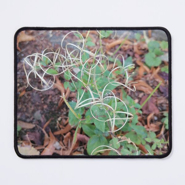 Item preview, Wild Grass Seeds in Nature designed and sold by PhuongVoArt.