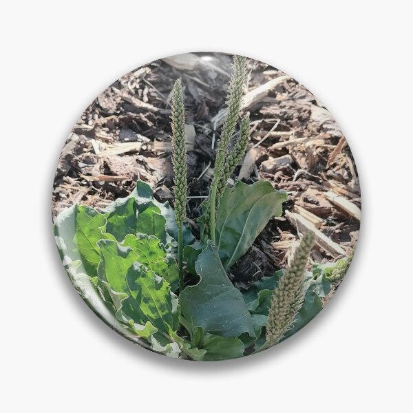 Item preview, Green Plantain Wild Plant designed and sold by PhuongVoArt.