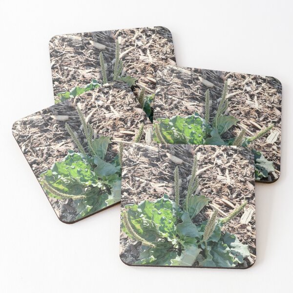 Item preview, Green Plantain Wild Plant designed and sold by PhuongVoArt.