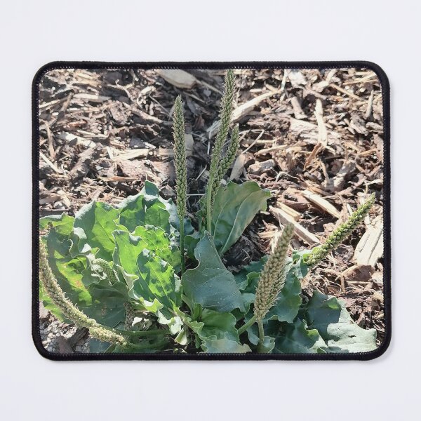 Item preview, Green Plantain Wild Plant designed and sold by PhuongVoArt.