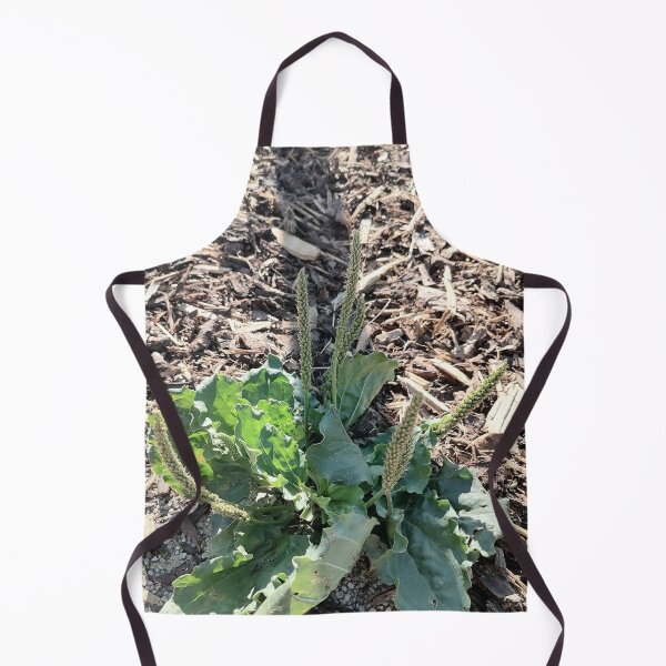 Item preview, Green Plantain Wild Plant designed and sold by PhuongVoArt.