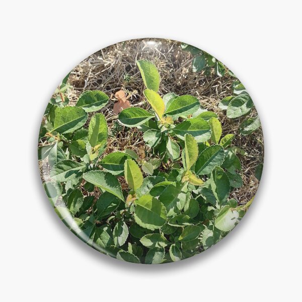 Item preview, Green Shrub Plant in Nature designed and sold by PhuongVoArt.