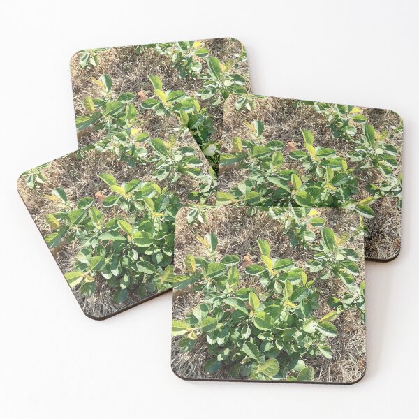 Item preview, Green Shrub Plant in Nature designed and sold by PhuongVoArt.