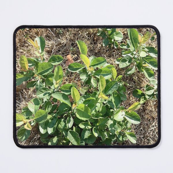 Item preview, Green Shrub Plant in Nature designed and sold by PhuongVoArt.