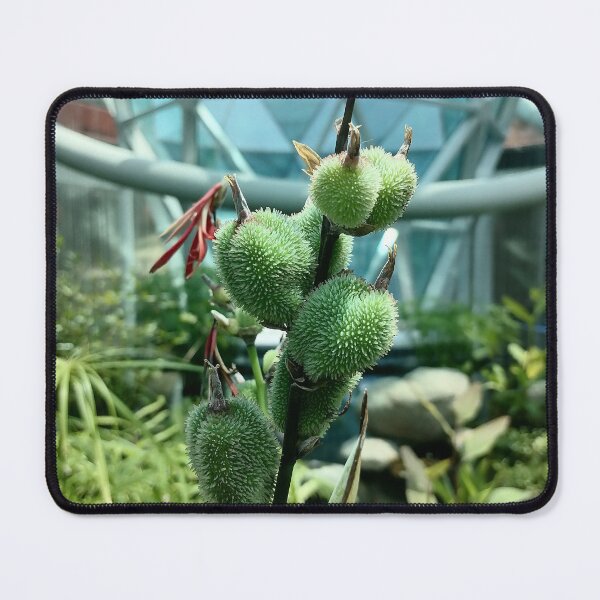 Item preview, Green Tropical Plant Seed Pods designed and sold by PhuongVoArt.
