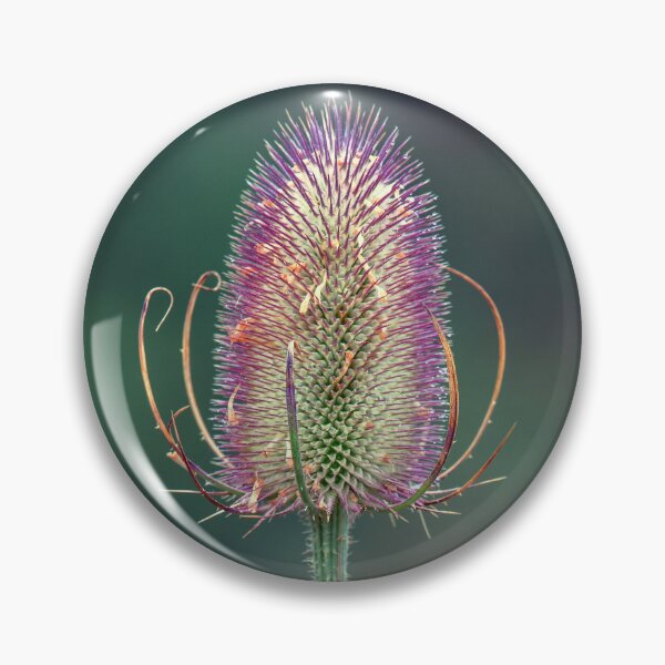 Item preview, Teasel Macro designed and sold by Tom McPherson Photography.