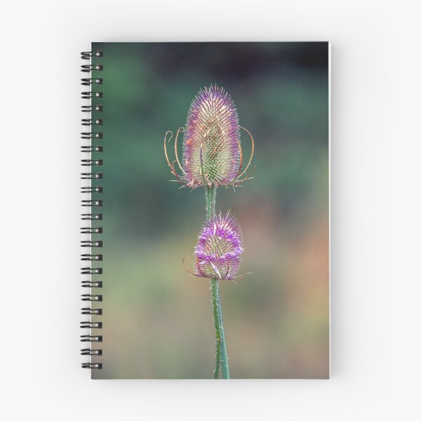 Item preview, Teasel Macro designed and sold by Tom McPherson Photography.