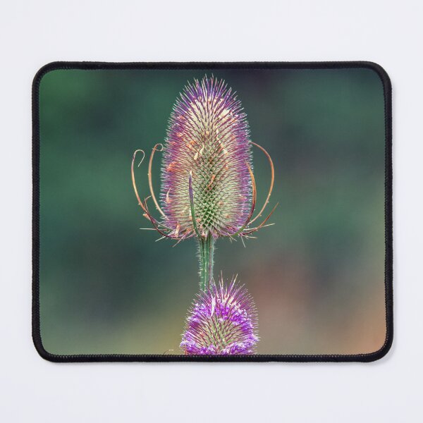 Item preview, Teasel Macro designed and sold by Tom McPherson Photography.