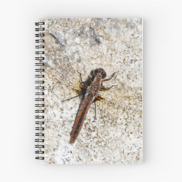 Item preview, Skimmer Dragonfly Resting on Stone Ontario Canada designed and sold by KillNFuel.