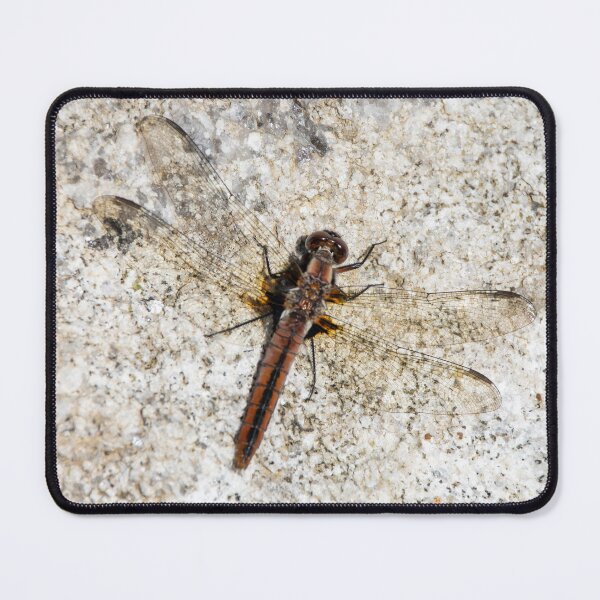 Item preview, Skimmer Dragonfly Resting on Stone Ontario Canada designed and sold by KillNFuel.