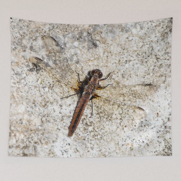 Item preview, Skimmer Dragonfly Resting on Stone Ontario Canada designed and sold by KillNFuel.