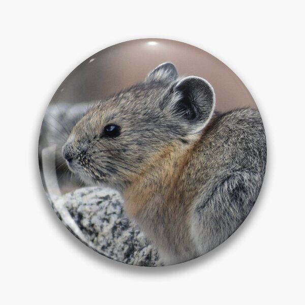 Item preview, Cute Little American Pika Mount Blue Sky Colorado designed and sold by KillNFuel.