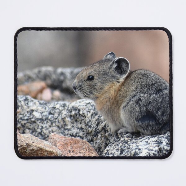 Item preview, Cute Little American Pika Mount Blue Sky Colorado designed and sold by KillNFuel.