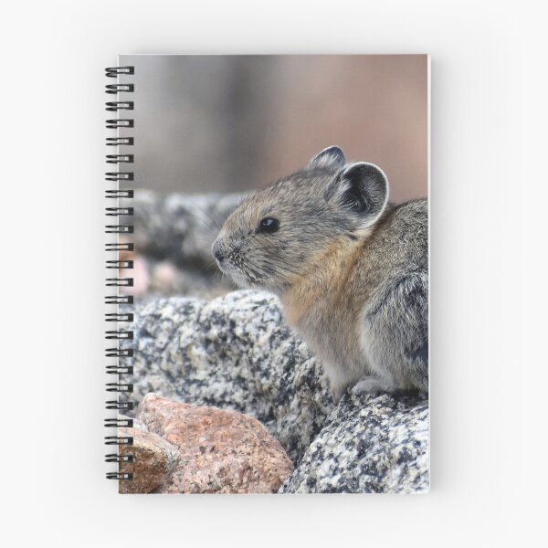 Aperçu de l'œuvre Adorable petit pika américain, Mont Blue Sky, Colorado créée et vendue par KillNFuel.