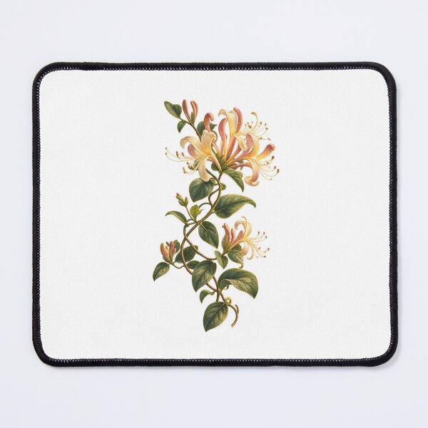 Item preview, Honeysuckle | Cottage Garden Botanical Art | Flower Lover Gift designed and sold by Brackenlume Studio.