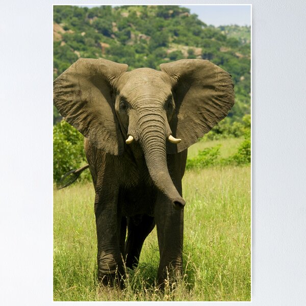 Item preview, Africa Elephant designed and sold by Corien.