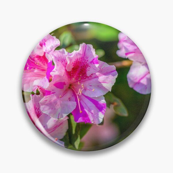 Item preview, Encore Azalea designed and sold by River Oak Media.