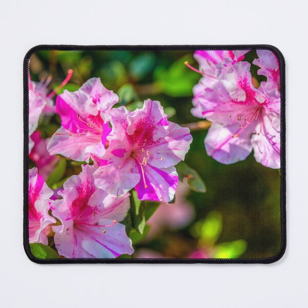 Item preview, Encore Azalea designed and sold by River Oak Media.