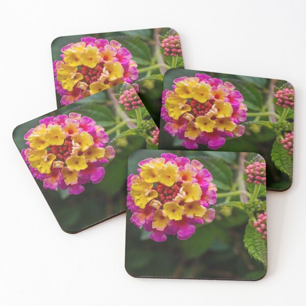 Item preview, Close-Up Of Vibrant Lantana Flowers With Pink And Yellow Petals In Garden Macro Photograph designed and sold by Nmallia.