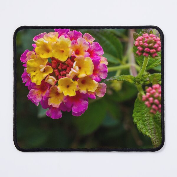 Item preview, Close-Up Of Vibrant Lantana Flowers With Pink And Yellow Petals In Garden Macro Photograph designed and sold by Nmallia.