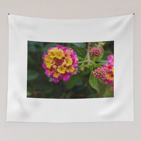 Item preview, Close-Up Of Vibrant Lantana Flowers With Pink And Yellow Petals In Garden Macro Photograph designed and sold by Nmallia.