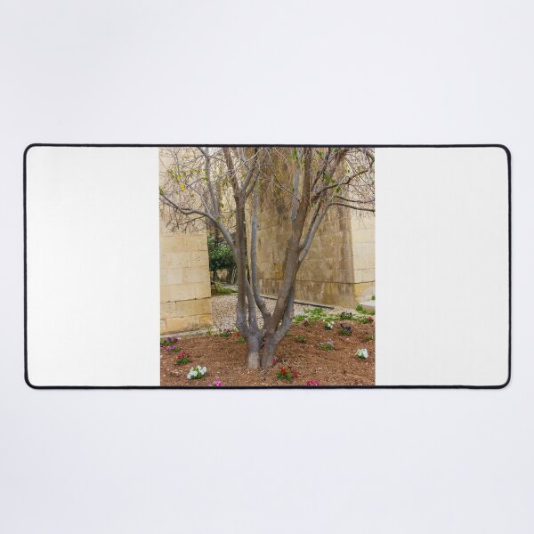 Item preview, Leafless Garden Tree With Colorful Pansies In A Stone Courtyard Beside Historic Wall designed and sold by Nmallia.