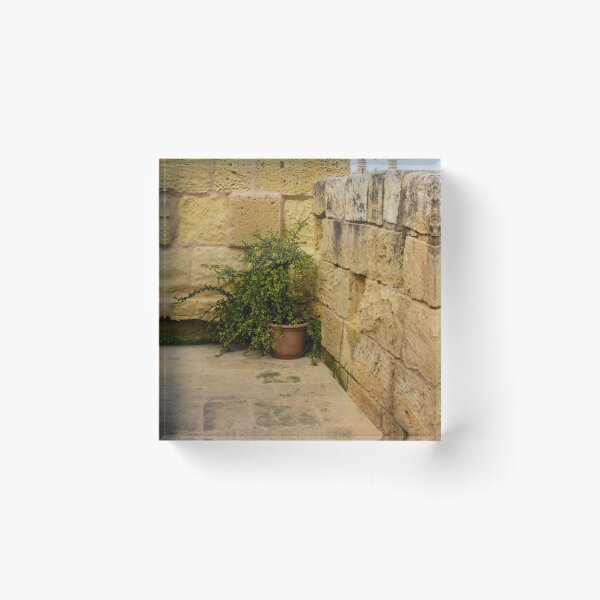 Item preview, Potted Green Plant in Corner Between Weathered Yellow Stone Walls on Historic Terrace designed and sold by Nmallia.