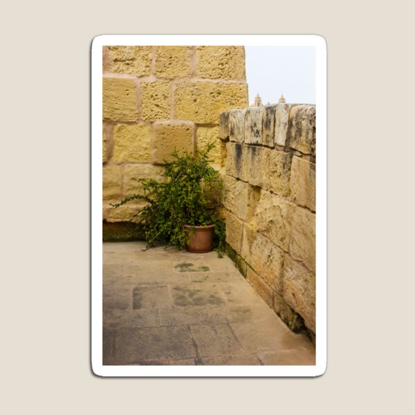 Item preview, Potted Green Plant in Corner Between Weathered Yellow Stone Walls on Historic Terrace designed and sold by Nmallia.