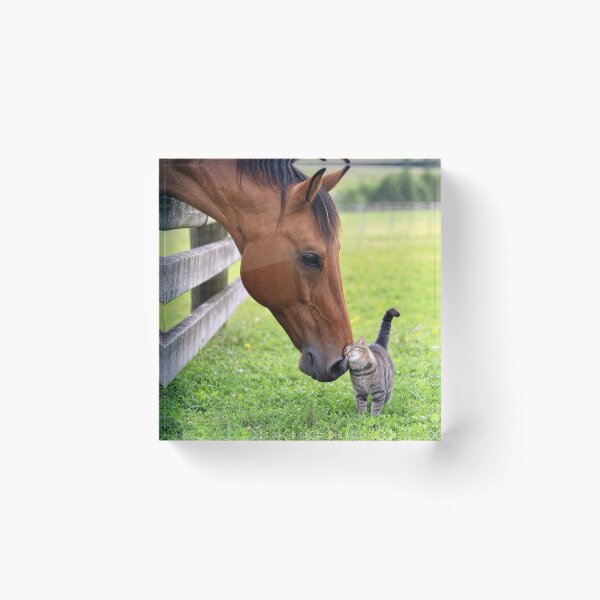Item preview, Farm Horse in Pasture with Tabby Cat designed and sold by Maria Dryfhout.