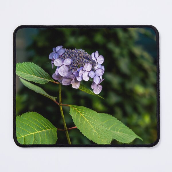 Item preview, Purple Hydrangea-Type Flower Close-Up designed and sold by Rabee Khalil Photography.