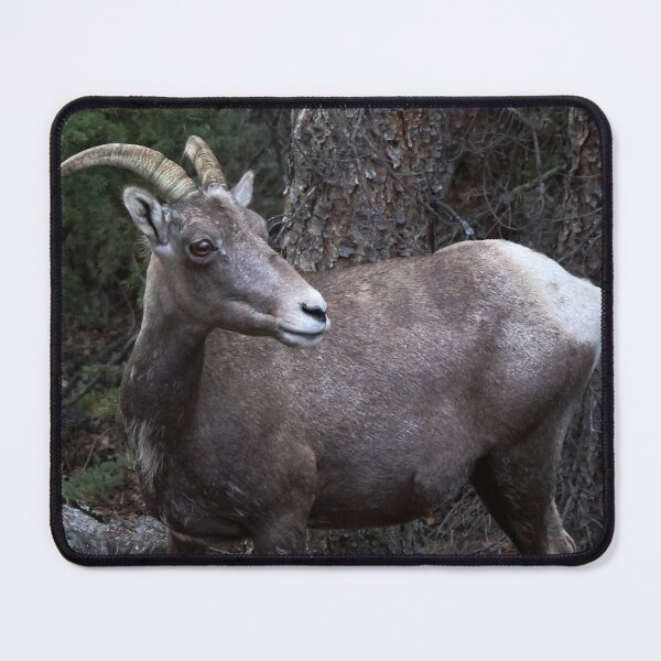 Item preview, Big Horn Sheep designed and sold by Theresa Wainwright.