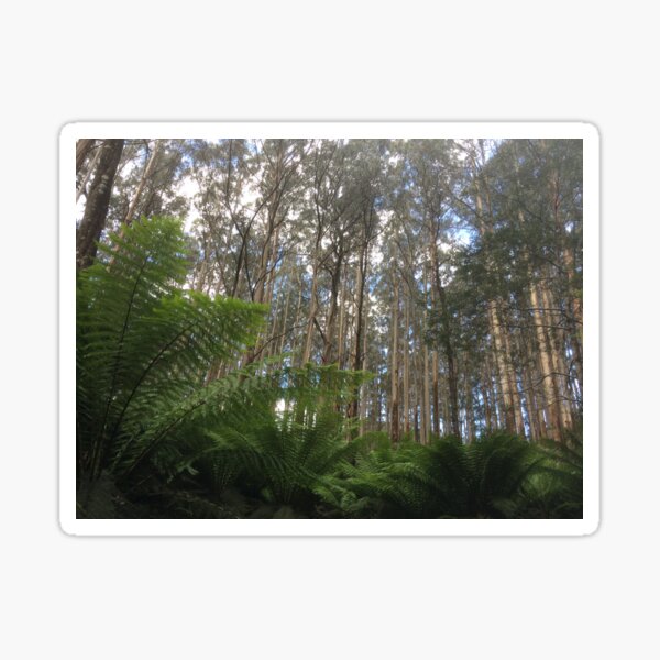 Where the Mountain Ash meets the ferns, Toolangi, Victoria, Australia Sticker