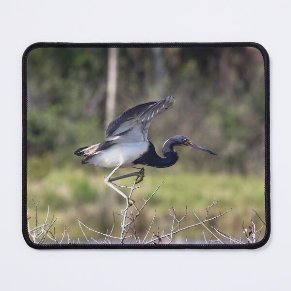 Item preview, Tricolored Heron Take Off designed and sold by Theresa Wainwright.
