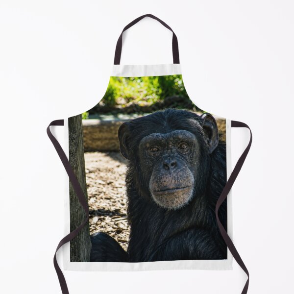 Item preview, Thoughtful Chimpanzee close-up designed and sold by Astute-Artio-Photography.