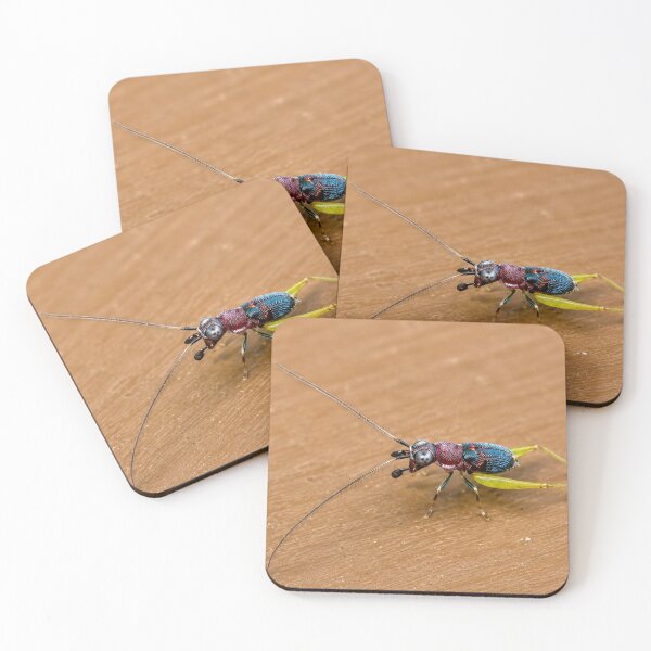 Item preview, Red-Head Bush Cricket (Handsome Trig) designed and sold by Astute-Artio-Photography.
