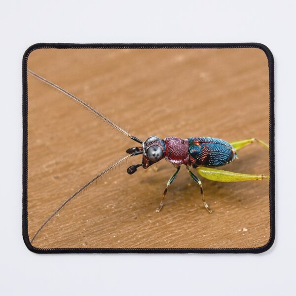 Item preview, Red-Head Bush Cricket (Handsome Trig) designed and sold by Astute-Artio-Photography.