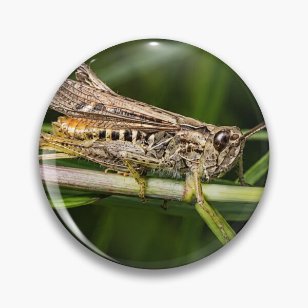 Item preview, Short-horned Grasshopper in the grass designed and sold by Astute-Artio-Photography.