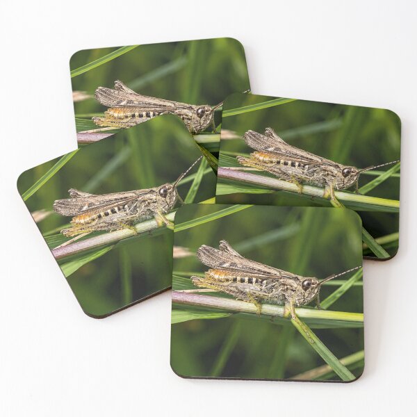 Item preview, Short-horned Grasshopper in the grass designed and sold by Astute-Artio-Photography.