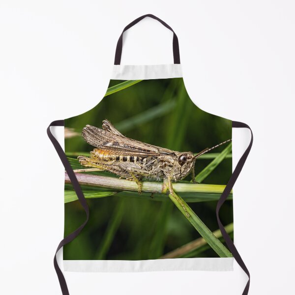 Item preview, Short-horned Grasshopper in the grass designed and sold by Astute-Artio-Photography.