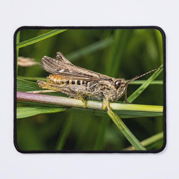 Item preview, Short-horned Grasshopper in the grass designed and sold by Astute-Artio-Photography.