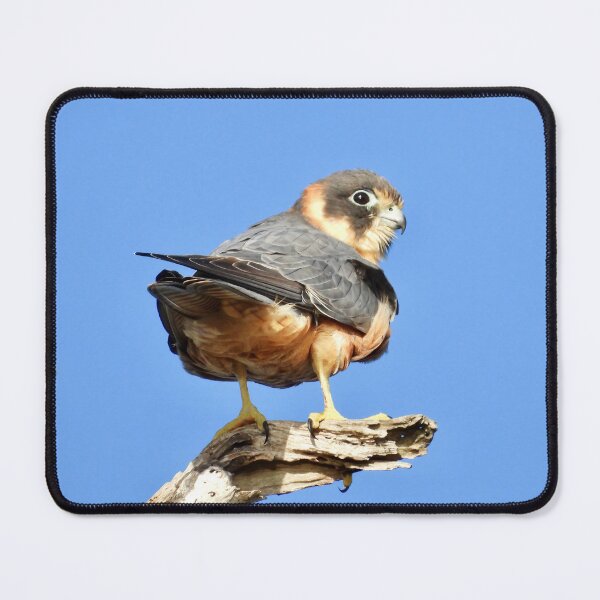 Item preview, Australian Hobby designed and sold by Mark Grimsley.