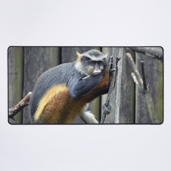 Item preview, Wolf's Den Monkey Resting on Rope Audubon Zoo designed and sold by KillNFuel.