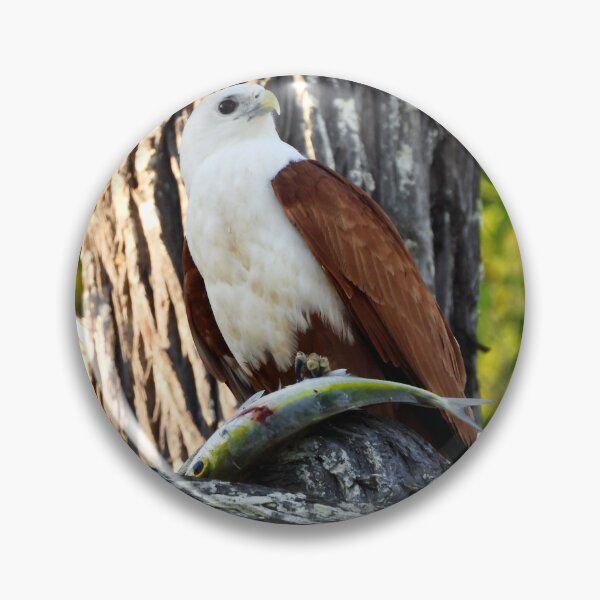 Item preview, Brahminy kite's breakfast designed and sold by Mark Grimsley.