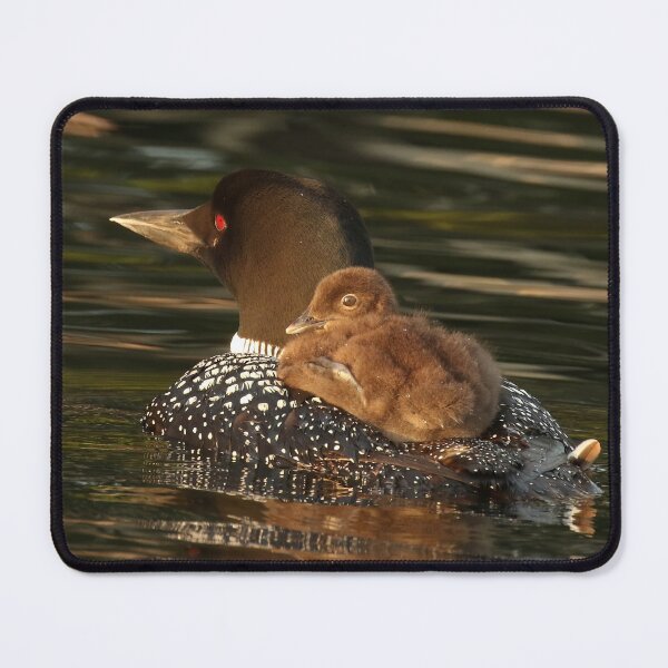 Item preview, Common Loon With Baby Chick Riding on Back designed and sold by locustgirl.